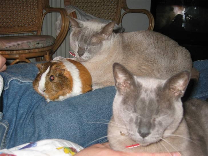 Burmeser Barney Boy (kalle) DØD :( - Haha, DOING, der var Victor lige midt i hyggen XD billede 6