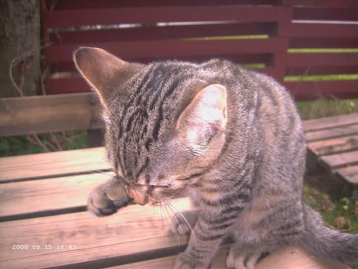 Huskat Felix R.i.P.  - jeg skal da lige vaske mig  billede 8