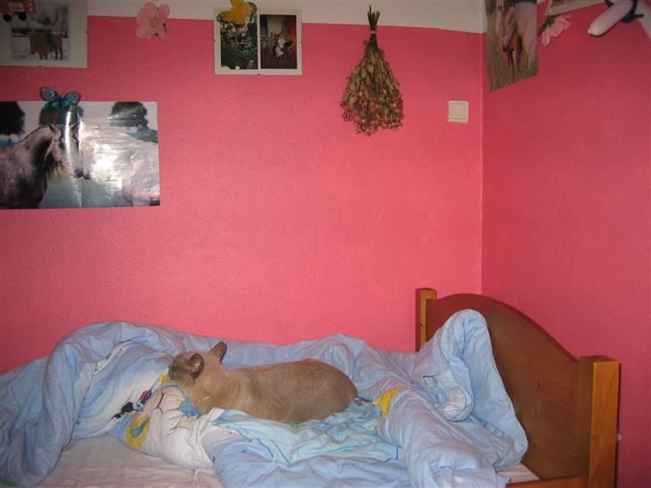 Burmeser Barney Boy (kalle) DØD :( - Miss U billede 7