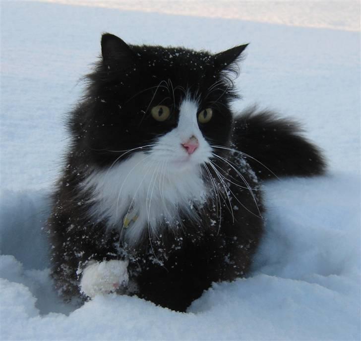 Blanding af racer <3 Miv <3 - # 1. Velkommen til min profil.. Taget d. 23/12-2009 billede 1