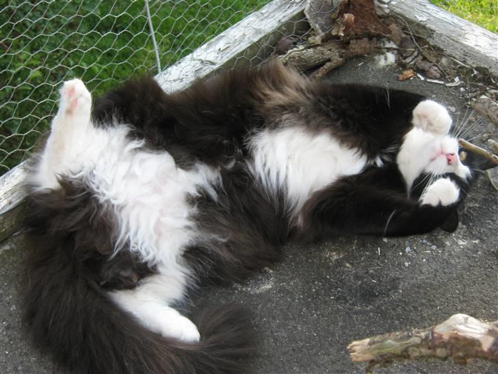 Blanding af racer <3 Miv <3 - # 9. Åh hvor er det dejligt.. Taget d. 20/8-2009 billede 9