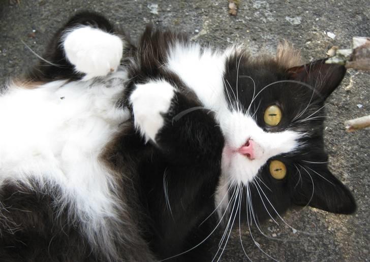 Blanding af racer <3 Miv <3 - # 3. Velkommen til min profil.. Taget d. 20/8-2009 billede 3