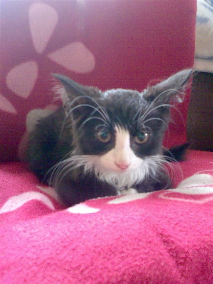 Blanding af racer <3 Miv <3 - # 4. Miv, den gang min mor fik ham.. Han var ca 12 uger gammel, fik vi afvide, men tvivler på at det passe:( billede 4