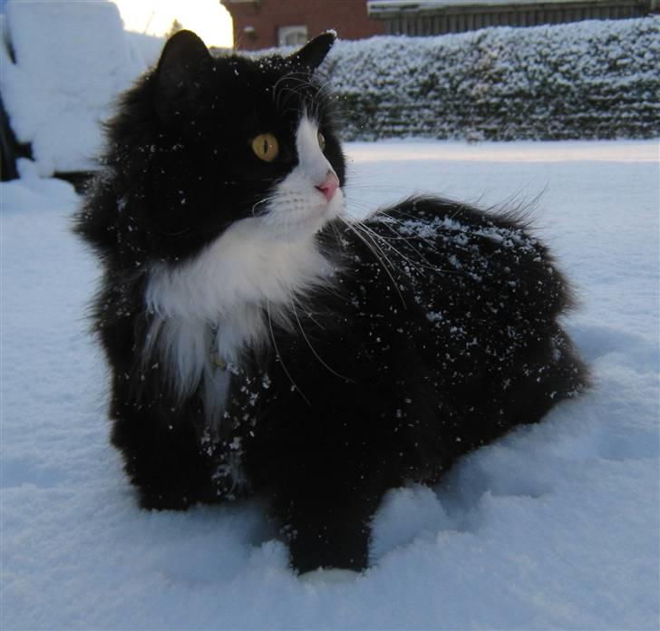 Blanding af racer <3 Miv <3 - # 6. Uh hvor er det spændene.. Taget d. 23/12-2009 billede 6