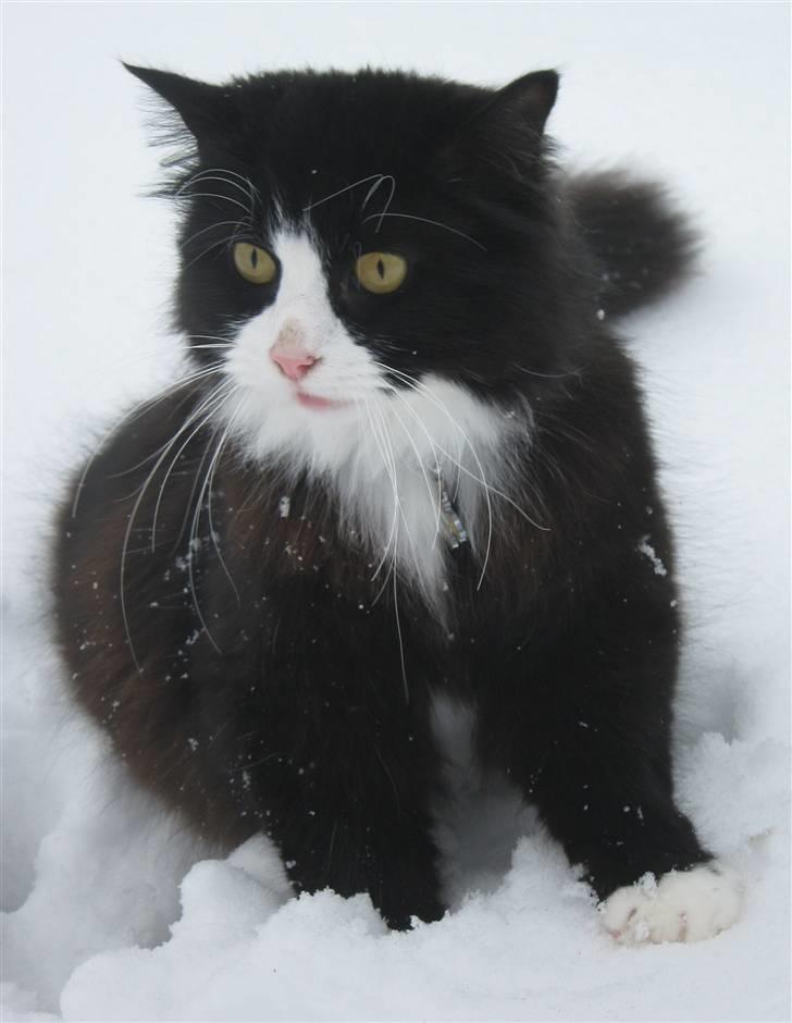 Blanding af racer <3 Miv <3 - # 7. Hyggeligt med alt det sne.. Taget d. 15/2-2010 billede 7