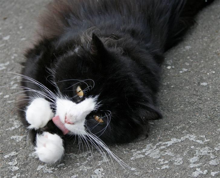 Blanding af racer <3 Miv <3 - # 8. Bla... Taget d. 11/9-2009 af Tanja A billede 8