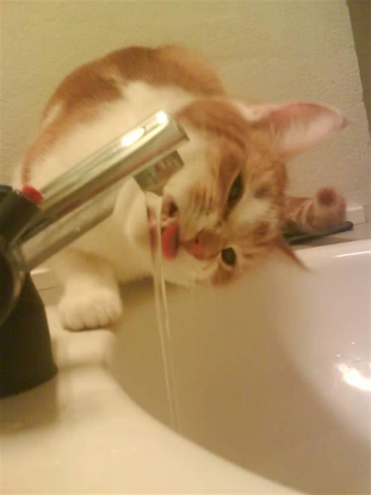 Huskat Sesce HKV(solgt)': - klog kat, hun har fundet ud af vandet fra hanen er mer frisk ;) billede 3