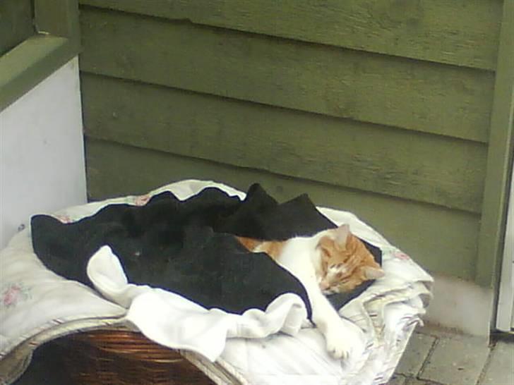 Huskat Sesce HKV(solgt)': - sesce elsker at være udenfor ;) billede 4