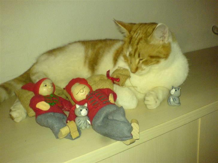 Huskat Sesce HKV(solgt)': - jul ;) billede 6