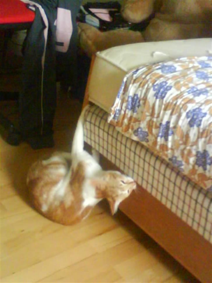 Huskat Sesce HKV(solgt)': - kradser klør på minseng -.-´ d: billede 7