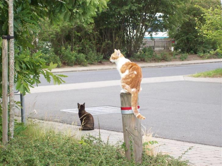 Huskat Sesce HKV(solgt)': - Sesce og hendes søster pivser billede 8