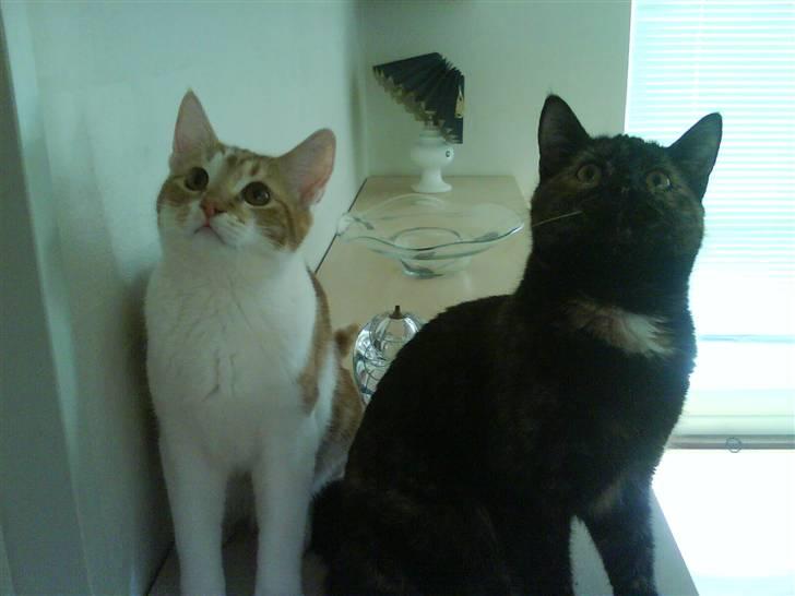 Huskat Sesce HKV(solgt)': - sesce og Pivser billede 9