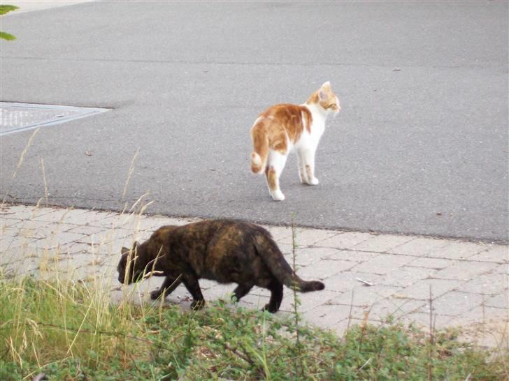 Huskat Sesce HKV(solgt)': - Sesce og hendes søster pivser nyder sommeren <3 billede 10