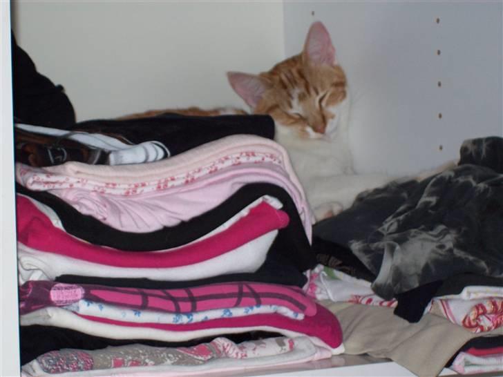 Huskat Sesce HKV(solgt)': - hvor er sesce ? æhm ja ? d; billede 11