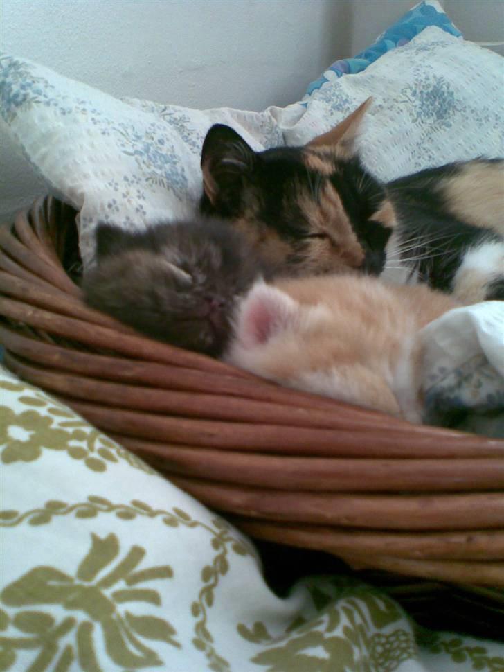 Huskat Sesce HKV(solgt)': - Kitte,pivser og Sesce (.. billede 12