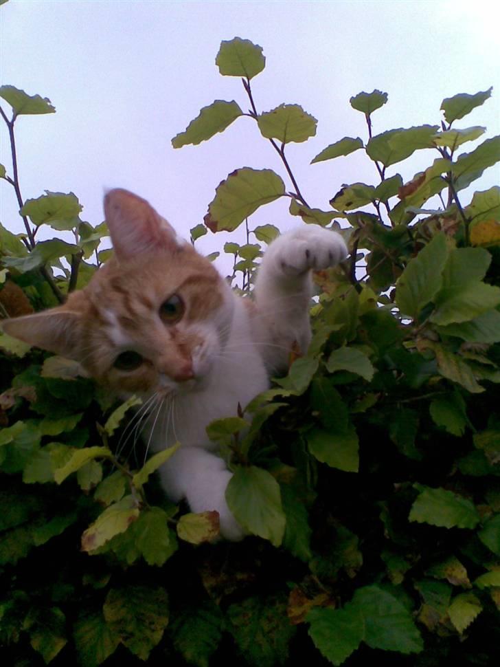 Huskat Sesce HKV(solgt)': - skøre kat,  billede 13