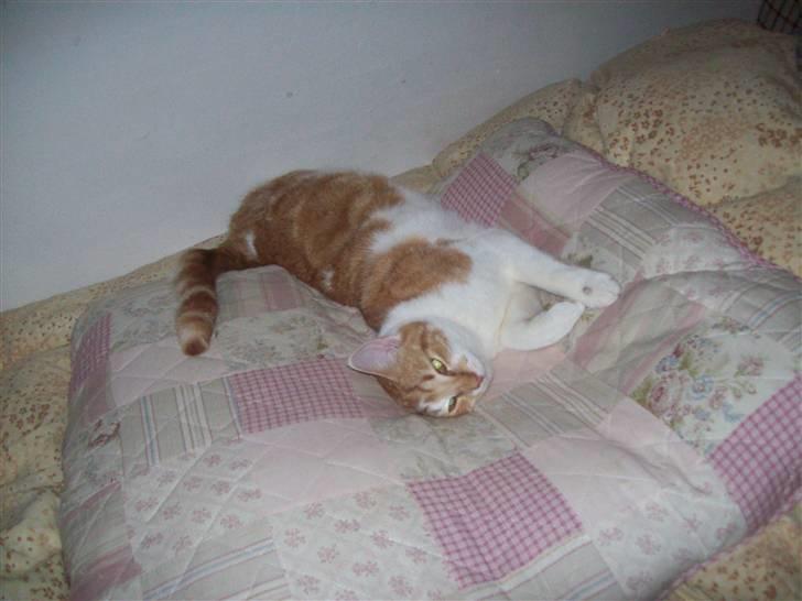 Huskat Sesce HKV(solgt)': billede 14