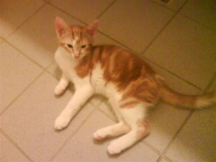 Huskat Sesce HKV(solgt)': billede 15