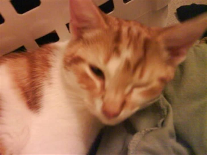 Huskat Sesce HKV(solgt)': billede 16