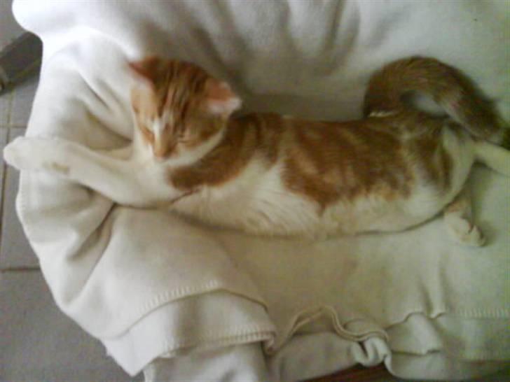 Huskat Sesce HKV(solgt)': billede 17