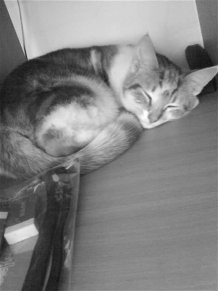 Huskat Sesce HKV(solgt)': billede 19