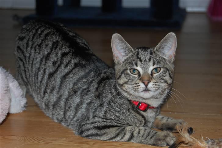 Huskat miver billede 1