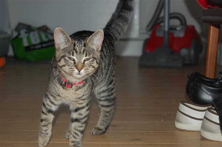 Huskat miver billede 4
