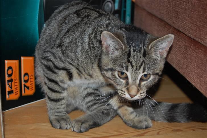Huskat miver billede 5