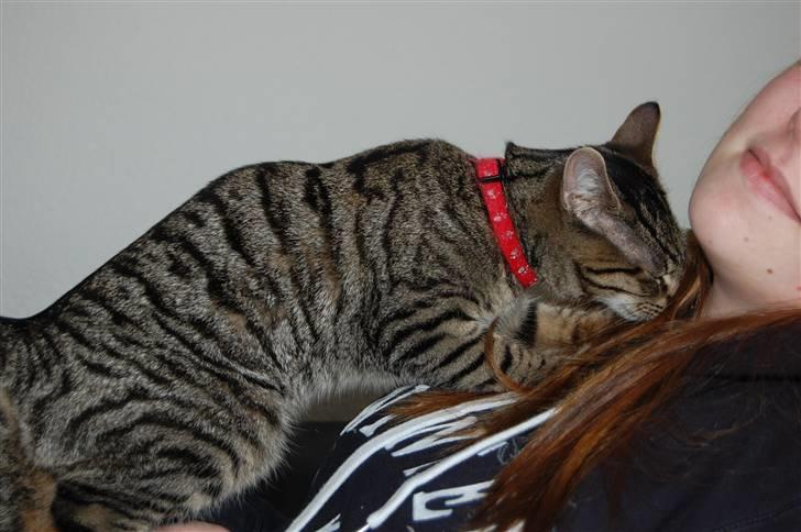 Huskat miver billede 7