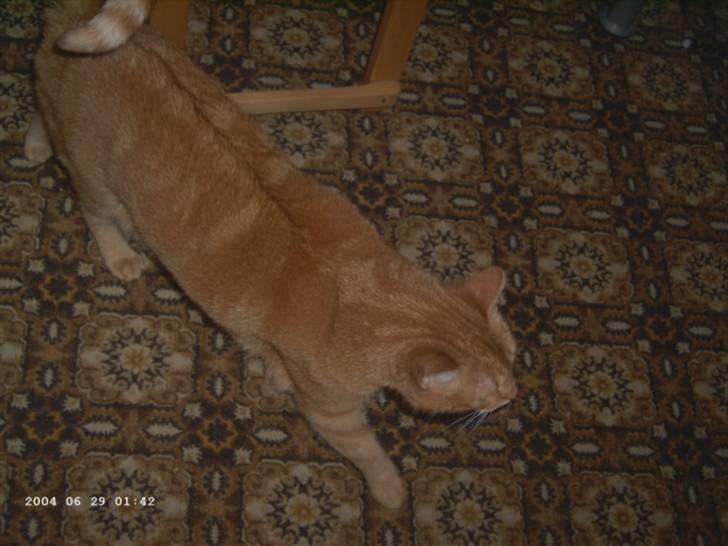 Huskat Polly billede 2