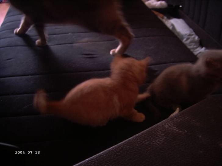 Huskat Polly - Polly som killing billede 5