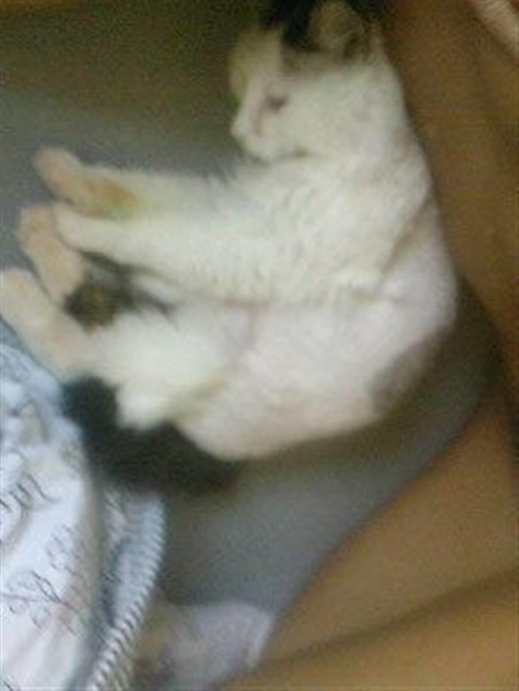 Tyrkisk Van Stefan billede 1