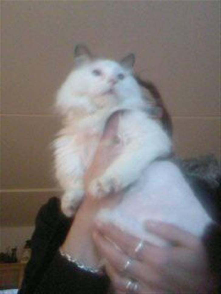 Tyrkisk Van Stefan billede 2