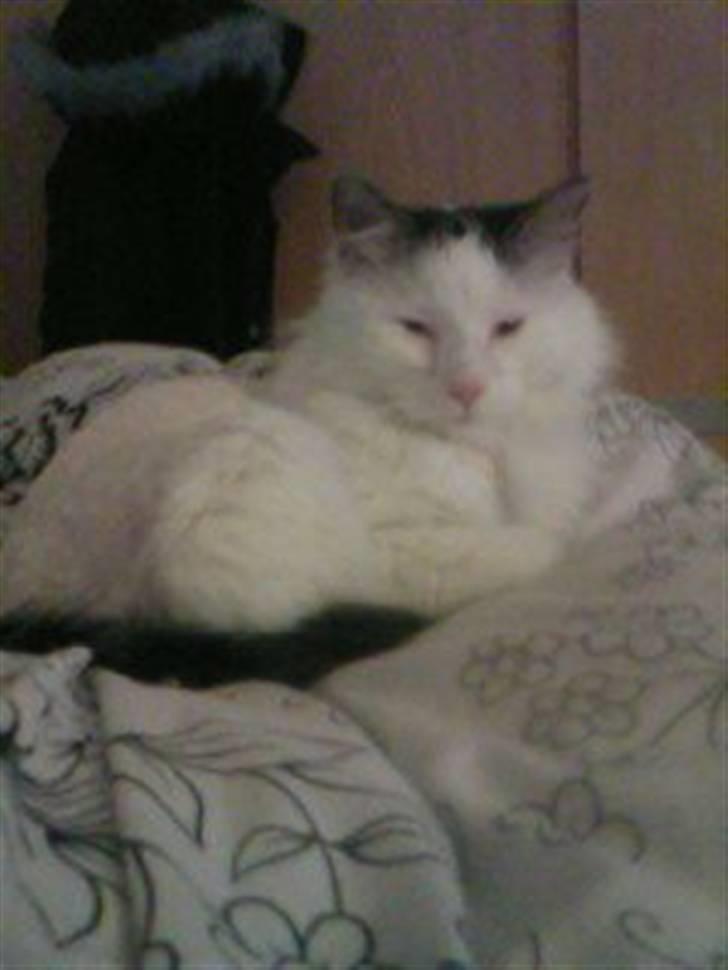 Tyrkisk Van Stefan billede 3