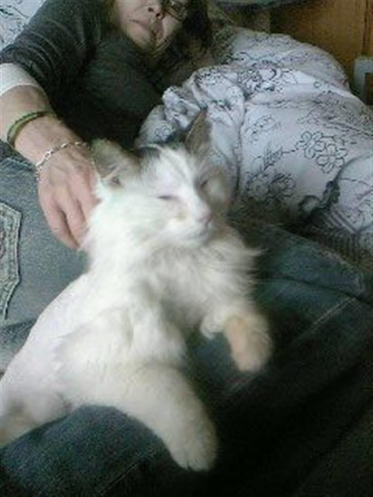 Tyrkisk Van Stefan billede 4