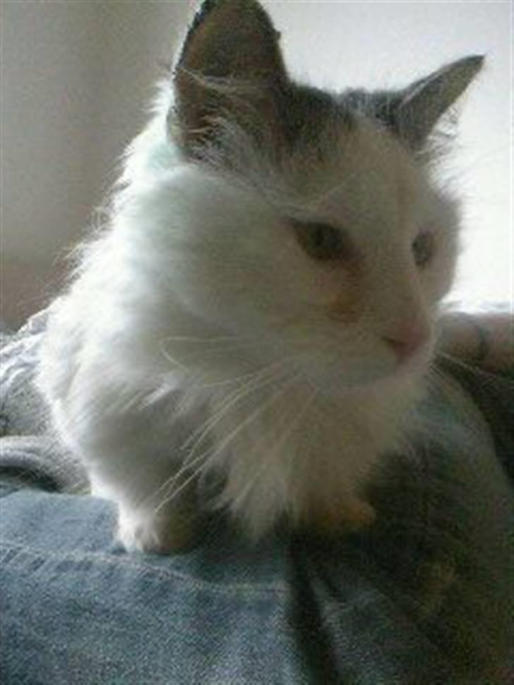 Tyrkisk Van Stefan billede 5