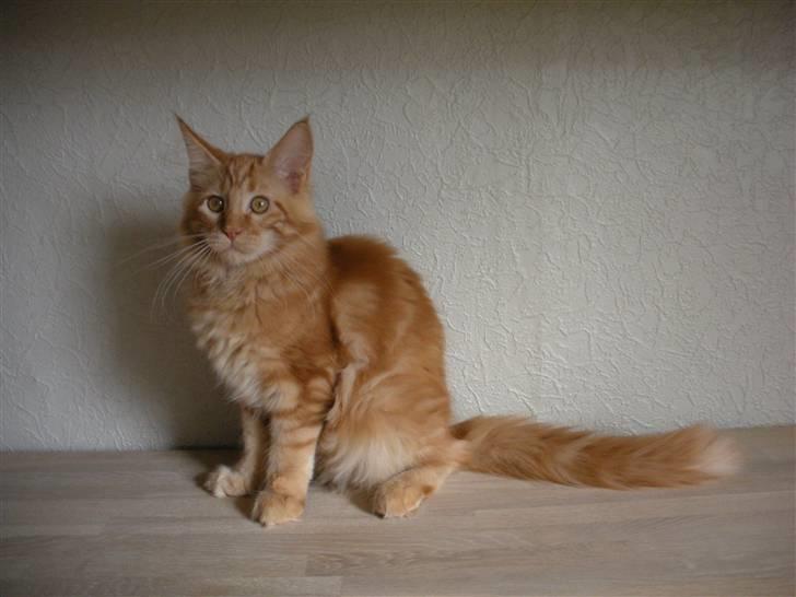 Maine Coon Coon Danica's Sweet Angel - Angeline, 4 mdr billede 16