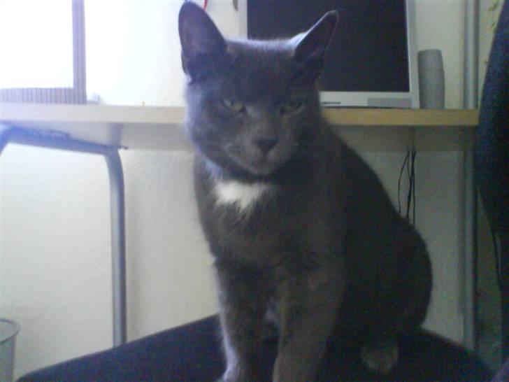 Blanding af racer Bristi billede 1