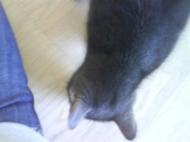 Blanding af racer Bristi billede 2