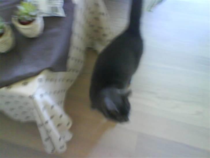 Blanding af racer Bristi billede 3