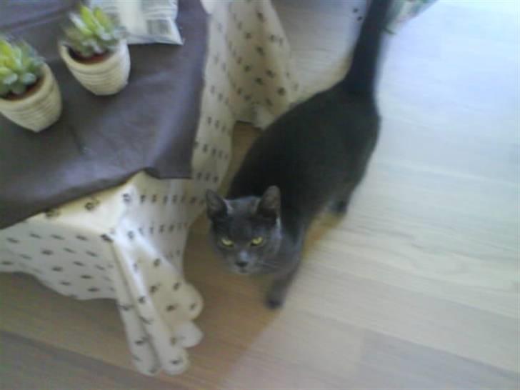 Blanding af racer Bristi billede 4