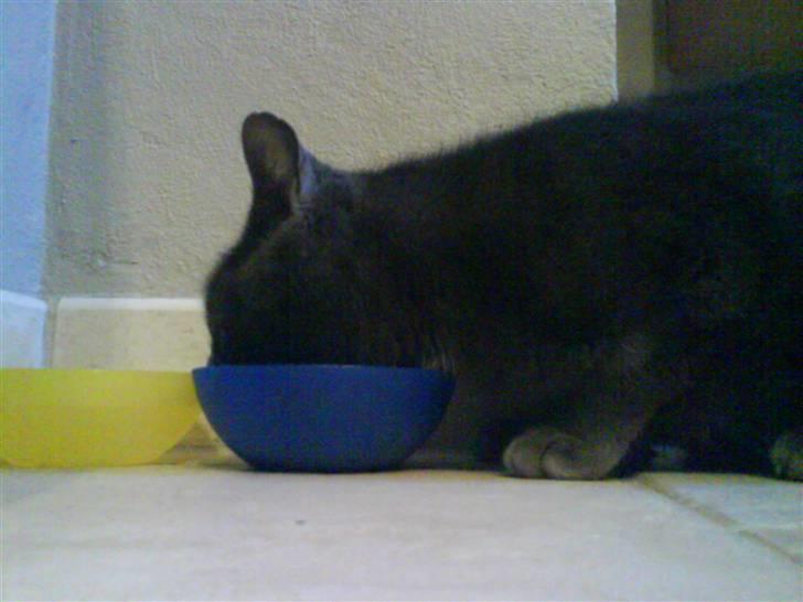 Blanding af racer Bristi billede 5