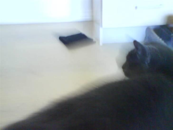 Blanding af racer Bristi billede 6