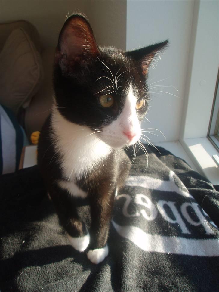 Huskat Jack - 11-3-09 - 5 mdr gammel :) billede 10