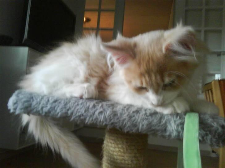 Maine Coon Charlie - ZzZz Sover næsten billede 1