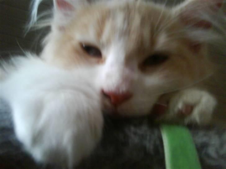 Maine Coon Charlie - ZzZz lad mig så sove! billede 2