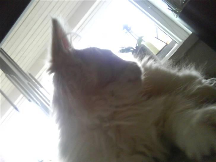 Maine Coon Charlie - Hvad var det? en mus? billede 3