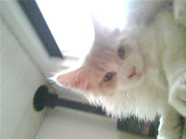 Maine Coon Charlie - Hvorfor skal du tage billeder? billede 4