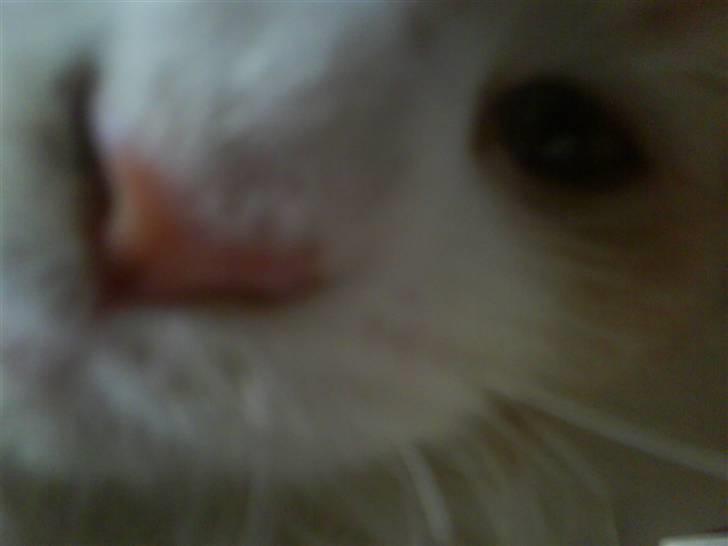 Maine Coon Charlie - Hvad er det for en duft? Tun? billede 5