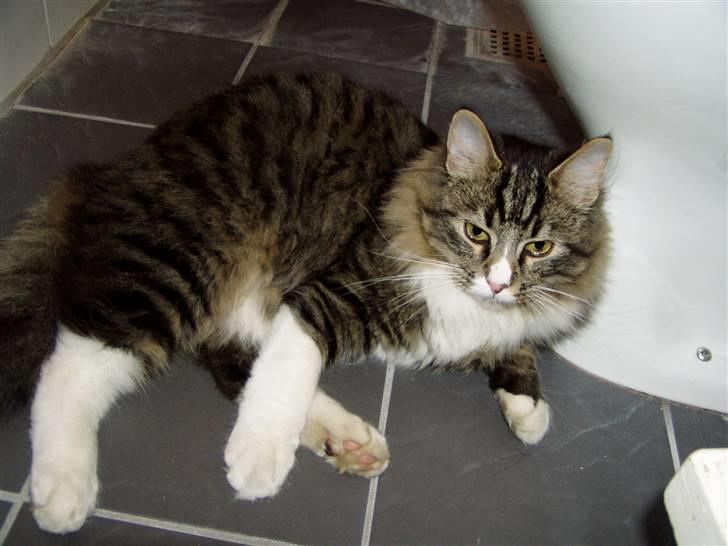 Norsk Skovkat Louie - louie elsker at være på badeværelset <33 ( der er varme i gulvet ;D ) billede 2